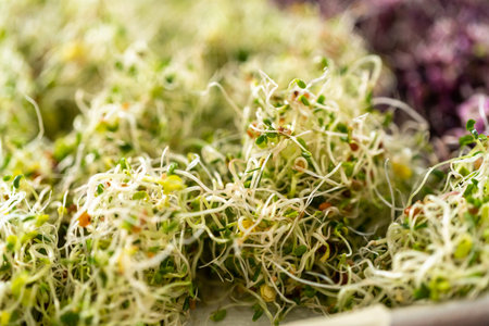 Day 6. Drying freshly harvested organic sprouts on a baking sheet lined with a paper towel.の写真素材