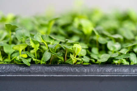 Harvesting radish microgreens from a large plastic tray.の写真素材
