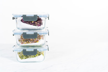 Day 6. Packaging freshly harvested organic sprouts into a glass container lined with paper towels.