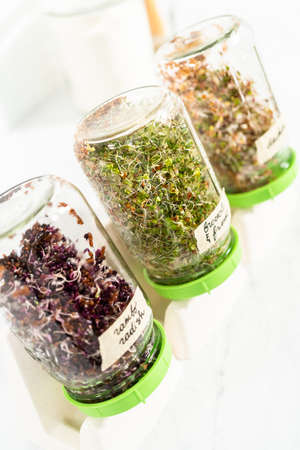 Day 6. Growing organic sprouts in a mason jar with sprouting lid on the kitchen counter.の写真素材
