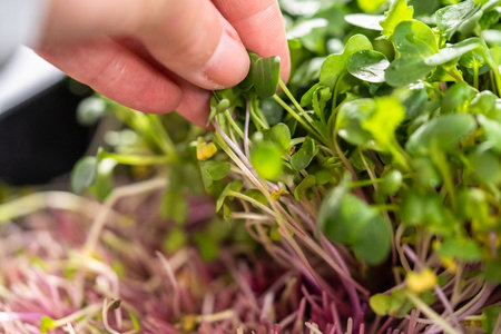 Harvesting radish microgreens from a large plastic tray.の写真素材