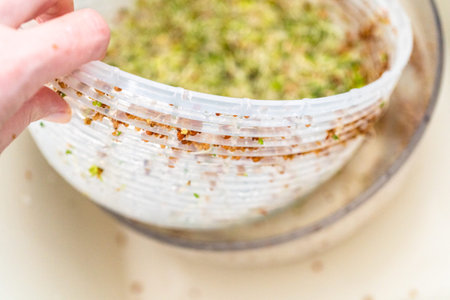 Day 6. Washing freshly harvested organic sprouts that were grown in a glass jar.