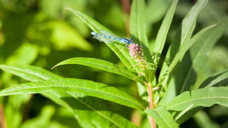 Dragonfly on the wildflower