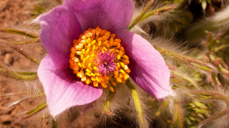 Spring flowers in the garden.