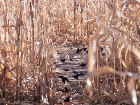 Crows eating in corn field in autumn.の写真素材