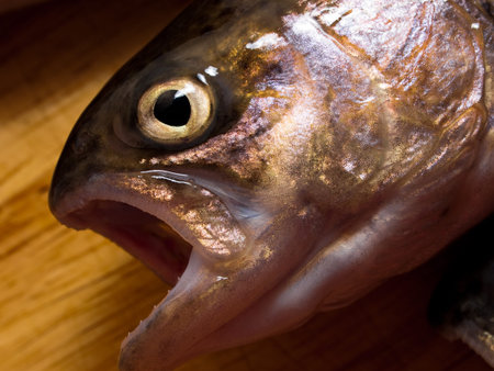 Fresh catched trout.