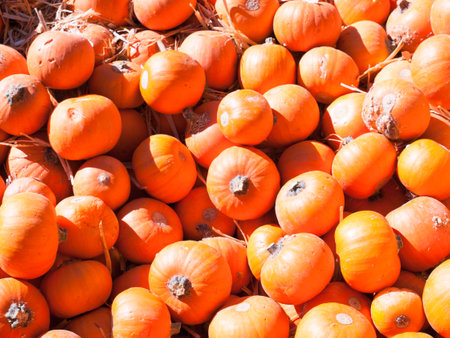 Ripe pumpkins on a sunny day.の写真素材