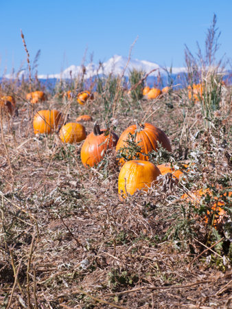 Field of ripe pumpkins on a sunny day.の写真素材
