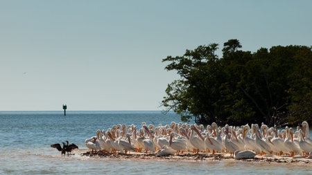 White pelicans at the Chokoloskee Island.の写真素材