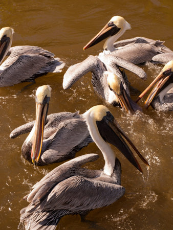 Brown pelicans at the Chokoloskee Island.の写真素材