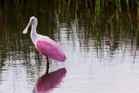 Roseate spoonhill in natural habitat on South Padre Island, TX.の写真素材