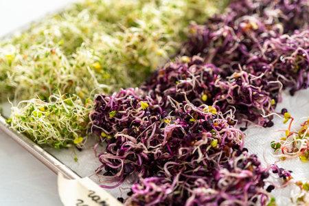 Day 6. Drying freshly harvested organic sprouts on a baking sheet lined with a paper towel.の写真素材