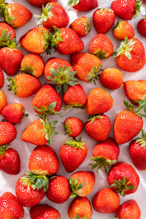 Washed organic strawberries on a baking sheet with a paper towel for preparing chocolate-covered strawberries.の写真素材