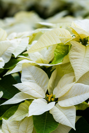 Bright poinsettias for the Christmas/holiday season.の写真素材