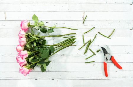 Flat lay. Pink roses with the stem on a painted white wooden background.