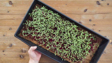 Flat lay. Radish microgreens in the propagation tray, ready for harvesting.