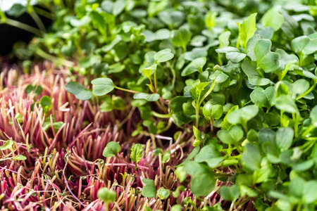 Harvesting radish microgreens from a large plastic tray.の写真素材
