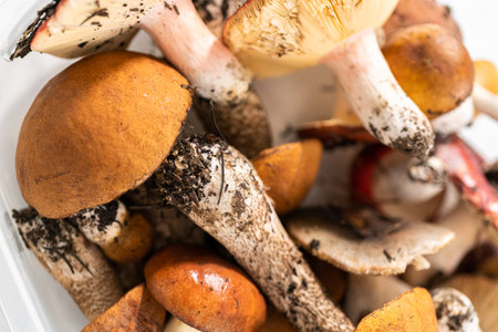 Variety wild edible mushrooms from the Colorado mountains.の写真素材