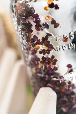 Day 4. Growing organic sprouts in a mason jar with sprouting lid on the kitchen counter.の写真素材