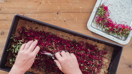 Flat lay. Harvesting radish microgreens from the propagation tray with scissors.
