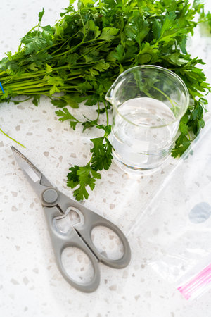 Bunch of fresh parsley is prepared for proper storage.の写真素材