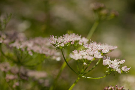 Cilantros flavor is described by some as bright and citrusy, and as soapy by others. This herb pops...