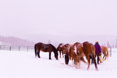 Horses in the snow on a small farm in Colorado.のeditorial素材
