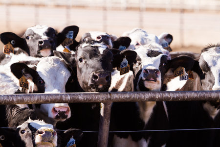 A big herd of cattle in outdoor feedlot in Colorado.のeditorial素材