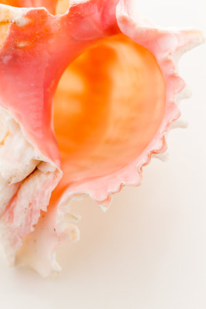 Sea shell on a white background.の写真素材