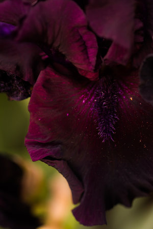 Garden in full bloom on a sunny summer day.の写真素材