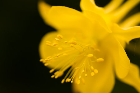 Garden in full bloom on a sunny summer day.の写真素材