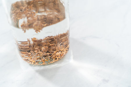 Day 1. Growing organic sprouts in a mason jar with sprouting lid on the kitchen counter.の写真素材