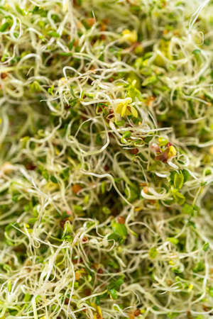 Day 6. Packaging freshly harvested organic sprouts into a glass container lined with paper towels.の写真素材