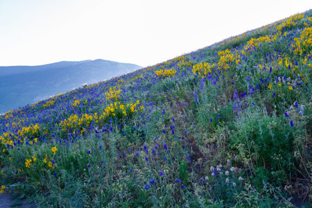 Yellow and blue wildflowers in full bloom in the mountains.の写真素材