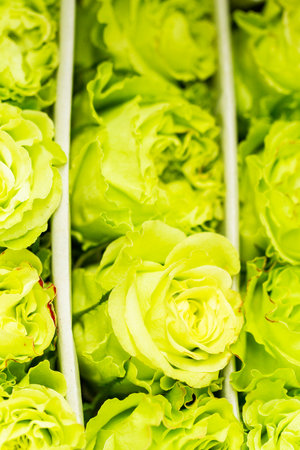 Fresh cut roses.の写真素材