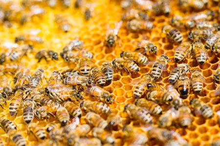 Bees working on honeycomb.