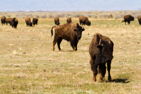 Buffalo herd in a grassland.の写真素材