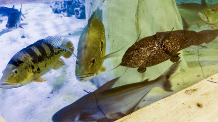 In the inviting environment of a small local zoo, a captivating variety of fish, each with their...
