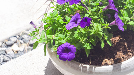 Adorning the front porch of a suburban house, low planting pots display a beautiful arrangement of flowering pink and purple petunias, adding a burst of vibrant colors to the homes exterior.の写真素材