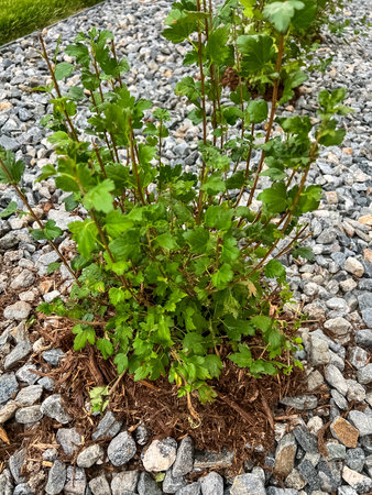 A green shrub with small white flowers growing in a landscaped area covered with mulch and...