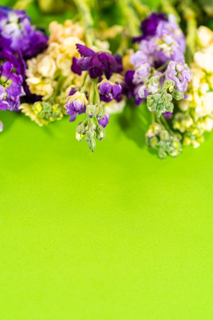 A vibrant flat lay of assorted stock flowers in soft pink, pale yellow, lavender, and deep purple, arranged against a vivid green backdrop. The image highlights the contrast between the pastel floral hues and the bold background, creating a lively spring or summer aesthetic. Ideal for seasonal marketing, social media, or botanical-themed designs.の写真素材