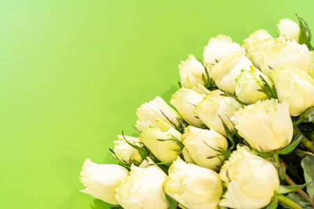 A visually clean image of cream-colored roses placed on a bright green background. The photo...