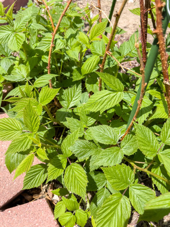 Detailed view of raspberry plant leaves growing in a backyard garden. Captured in sunlight with...