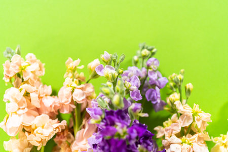 A vivid arrangement of peach, lavender, and violet Matthiola flowers placed on a bright green background. This close-up floral composition is ideal for spring-themed designs, botanical prints, or seasonal greeting cards.の写真素材