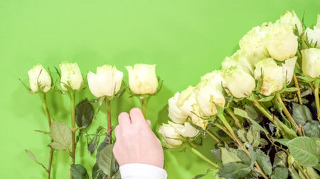 A hand arranges a group of white roses across a bright green backdrop. The flowers are fresh and closely packed.の写真素材