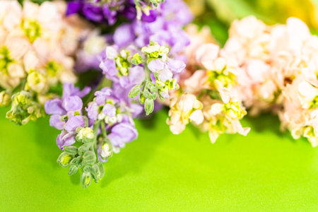 A vivid arrangement of peach, lavender, and violet Matthiola flowers placed on a bright green background. This close-up floral composition is ideal for spring-themed designs, botanical prints, or seasonal greeting cards.の写真素材
