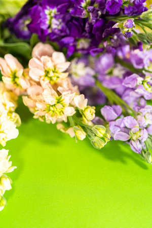 A vibrant flat lay of assorted stock flowers in soft pink, pale yellow, lavender, and deep purple, arranged against a vivid green backdrop. The image highlights the contrast between the pastel floral hues and the bold background, creating a lively spring or summer aesthetic. Ideal for seasonal marketing, social media, or botanical-themed designs.の写真素材