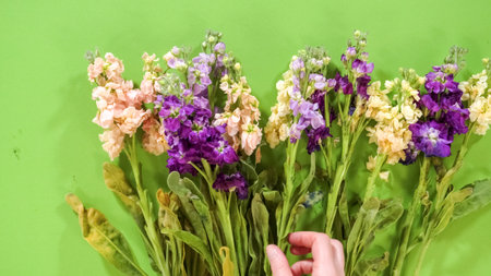 Two hands arrange mixed-color flowers on a green surface, preparing them into a bouquet. The blooms include purple, peach, and cream shades.の写真素材