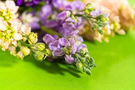A soft focus image showing a mix of purple and white flowers on a bright green background. Great for botanical prints, seasonal visuals, or floral product design.の写真素材