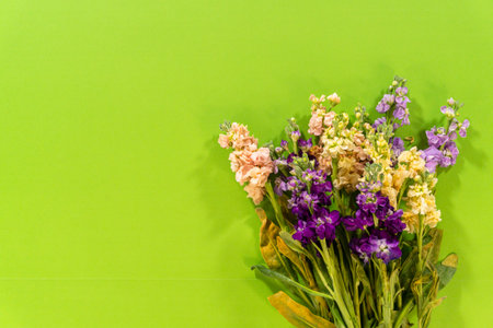 A close view of fresh stock flowers in soft yellow and rich purple hues, arranged on a bright green background. Their textured petals and natural beauty make this image suitable for floral design projects or botanical content.の写真素材